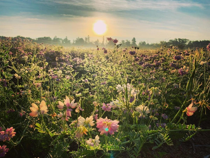 Where Wisconsin's Wildflowers Bloom
